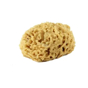 Sea Wool Sponge